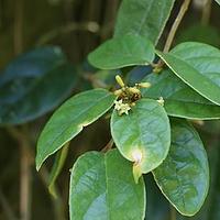 茶茱萸科
