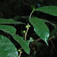 茶茱萸科