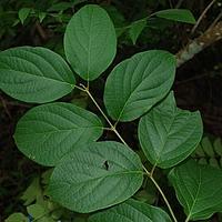 茶茱萸科