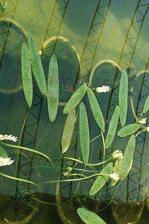 水蕹科