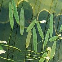 水蕹科