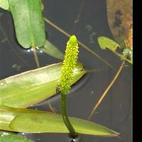 水蕹科