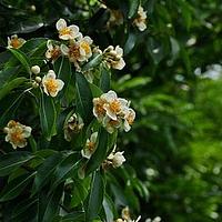 木荷