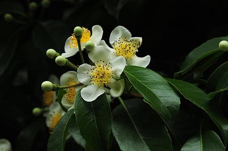 木荷