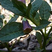 欧莨菪属