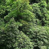 高山寄生