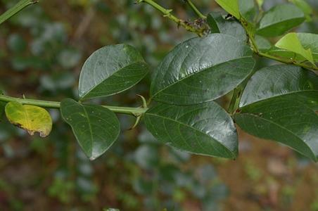 对刺藤属 - 图片/介绍/花期/花语/知识 - 千草植物
