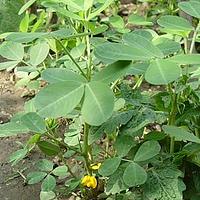 落花生