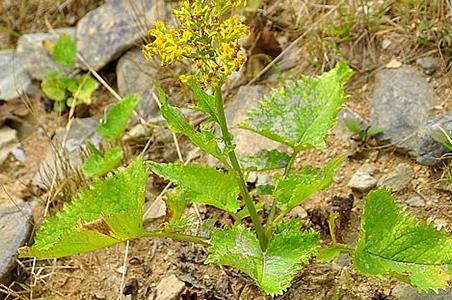 湖南千里光 - 图片/介绍/花期/花语/知识 - 千草植物