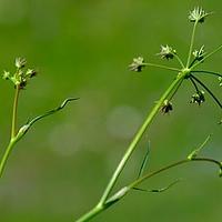 膜盘西风芹