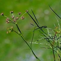 膜盘西风芹