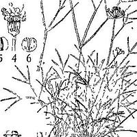 膜盘西风芹