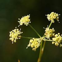 竹叶西风芹