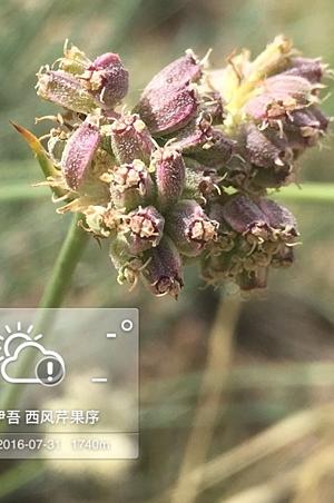 无柄西风芹