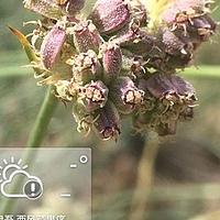无柄西风芹