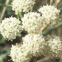 无柄西风芹
