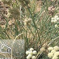 无柄西风芹