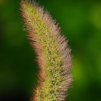 狗尾草