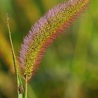 狗尾草