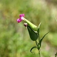 麦瓶草