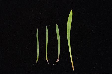 细蝇子草