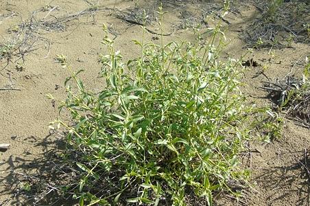 香蝇子草