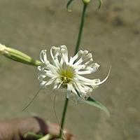香蝇子草