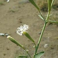 香蝇子草