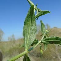 香蝇子草