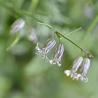 长梗蝇子草