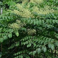 楤木 - 图片/介绍/花期/花语/知识 - 千草植物