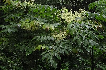 楤木 - 图片/介绍/花期/花语/知识 - 千草植物