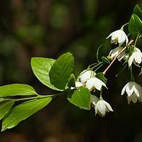 秤锤树