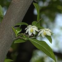 秤锤树
