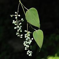 风龙