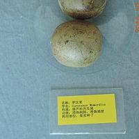罗汉果
