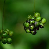 弯梗菝葜