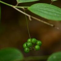 弯梗菝葜