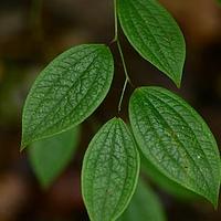 弯梗菝葜
