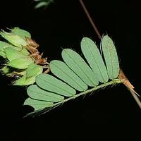 缘毛合叶豆