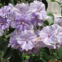天堂花