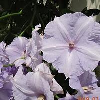 天堂花