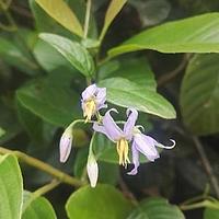 海南茄