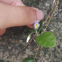 海南茄