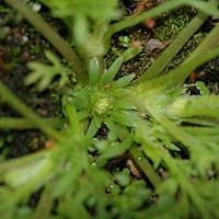 裸柱菊