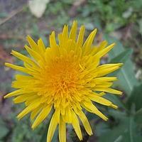 长裂苦苣菜