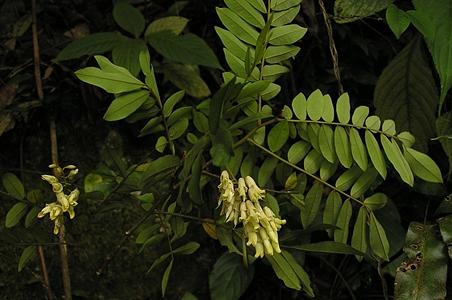 越南槐 - 图片/介绍/花期/花语/知识 - 千草植物