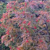 花楸属