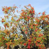 花楸属