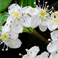 水榆花楸